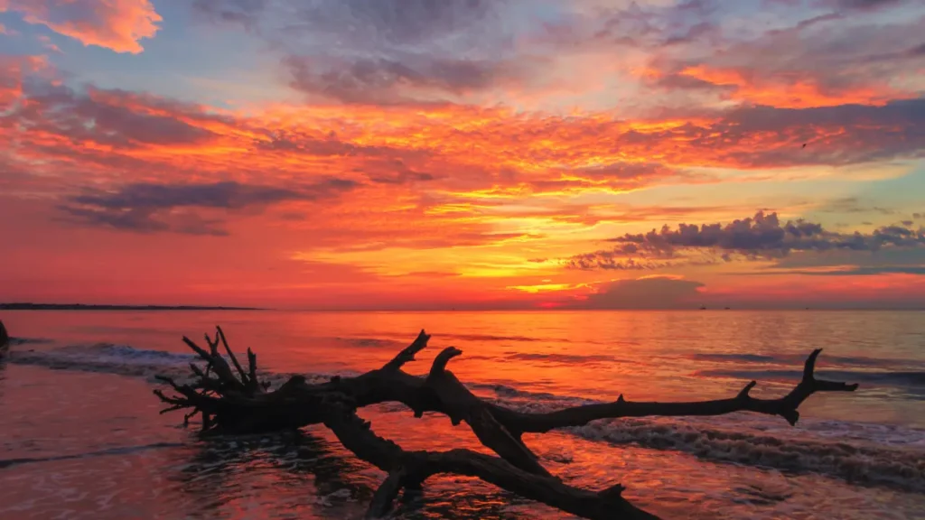 Driftwood Beach