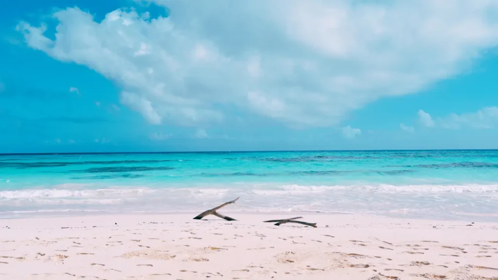 Driftwood Beach